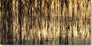 Uwe Steger, Reed Part I (Halme, Gräser, Wasserpflanzen, Spiegelungen, Reflexionen, Wasser, Fotokunst, Wohnzimmer,  Treppenhaus, Wunschgröße, bunt)