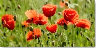 Uwe Steger, Some Poppy Part II (Mohnblumen, Blumen, Blüten, Sommerwiese, Blumenwiese, Fotokunst, Wohnzimmer, Schlafzimmer, Esszimmer, Treppenhaus, Wunschgröße, bunt)