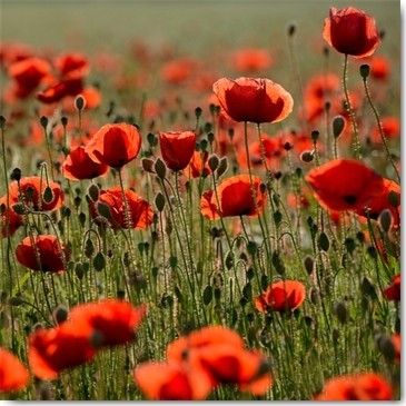 Uwe Steger, Poppy Zone (Mohnblumen, Blumen, Blüten, Sommerwiese, Blumenwiese, Fotokunst, Wohnzimmer, Schlafzimmer, Esszimmer, Treppenhaus, Wunschgröße, bunt)