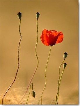 Uwe Steger, The Last Flowers (Mohnblumen, Blumen, Blüten, Samenkapseln, Fotokunst, Wohnzimmer, Schlafzimmer, Esszimmer, Treppenhaus, Wunschgröße, bunt)