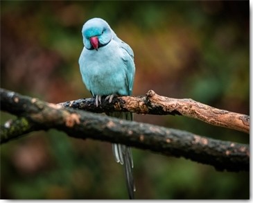 Ronin, Blue Parrot (Papagei, Vogel, Sittich, Halsbandsittich, Tierportrait,  Fotografie,  Treppenhaus, Wohnzimmer, Wunschgröße, blau/bunt)