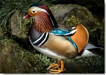 Ronin, Manderin Duck (Ente, Mandarinente, Wasservogel, Tierportrait,  Fotografie,  Treppenhaus, Wohnzimmer, Wunschgröße, bunt)