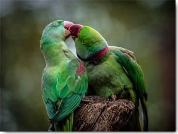 Ronin, Green Parrot I (Papagei, Vogel, Sittich, Halsbandsittich, Tierportrait,  Fotografie,  Treppenhaus, Wohnzimmer, Wunschgröße, grün/bunt)