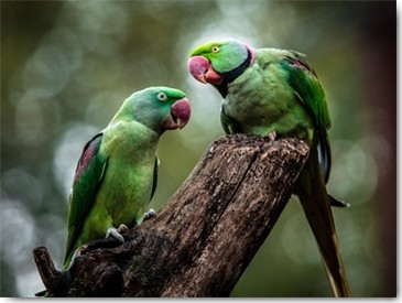 Ronin, Green Parrot II (Papagei, Vogel, Sittich, Halsbandsittich, Tierportrait,  Fotografie,  Treppenhaus, Wohnzimmer, Wunschgröße, grün/bunt)