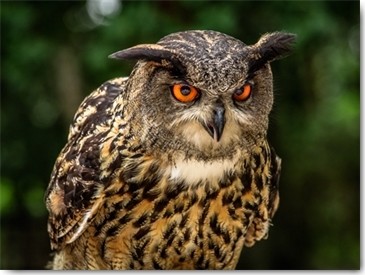 Ronin, OE Oe Owl (Uhu, Eule, Greifvogel, Tierportrait, Fotografie, Nahaufnahme, Treppenhaus, Wohnzimmer, Wunschgröße, bunt)