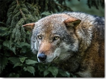 Ronin, Lone Wolf (Wolf, Raubtier, einsamer Wolf, Tierportrait, Nahaufnahme, Fotografie,  Treppenhaus, Wohnzimmer, Wunschgröße, bunt)