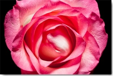 Volker Brosius, Rose II (Rose, Blume, Blüte, edel, Botanik, Fotokunst, Wunschgröße, Treppenhaus, Wohnzimmer, Wintergarten, rosa/schwarz)