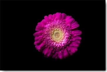 Volker Brosius, Gerbera lila (Gerbera, Blume, Blüte, edel, Botanik, Fotokunst, Wunschgröße, Treppenhaus, Wohnzimmer, Wintergarten, lila/schwarz)