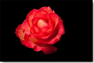 Volker Brosius, Rose rot (Rose, Blume, Blüte, edel, Botanik, Fotokunst, Wunschgröße, Treppenhaus, Wohnzimmer, Wintergarten, hellrot/schwarz)