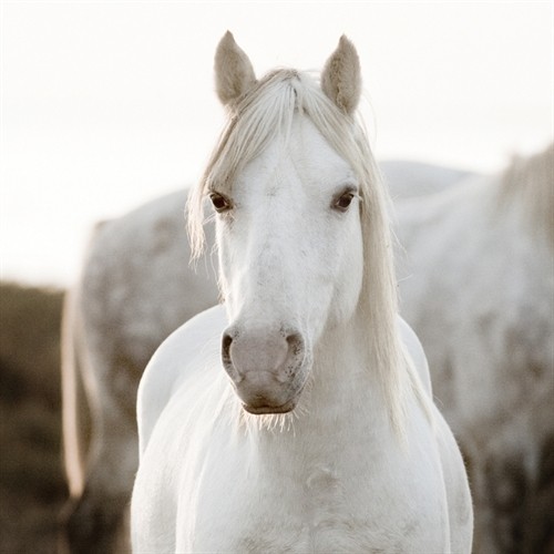 Jorge Llovet, Horse (Pferde, Tierportrait, Schimmel, Tiere, Nahaufnahme, Wohnzimmer, Jugendzimmer, Fotokunst, Wunschgröße, weiß/grau)