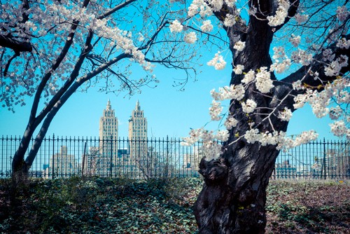 Arnaud Bertrande, San Remo Building (Frühling, Architektur, New York, blühende Bäume, Central Parc, Wunschgröße, USA, Wohnzimmer, Treppenhaus, Fotografie, bunt)