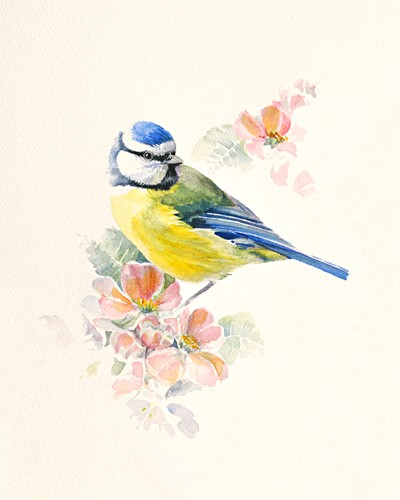 Hilary Mayes, Blue Tit (Meise, Blaumeise, Vogel, Blütenzweig, Fauna, Tierportrait, Studie, Treppenhaus, Wohnzimmer, Wintergarten, Malerei, Wunschgröße, bunt)