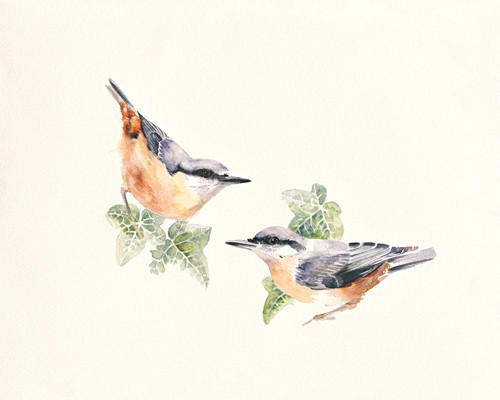 Hilary Mayes, Nuthatches (Kleiber, Vogel, Blätterweig, Fauna, Tierportrait, Studie, Treppenhaus, Wohnzimmer, Wintergarten, Malerei, Wunschgröße, bunt)