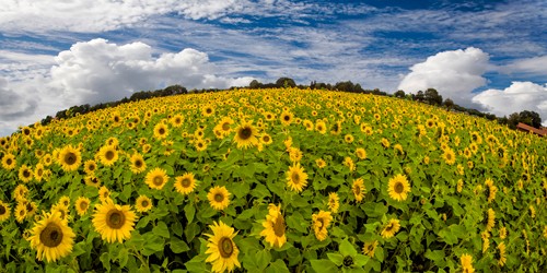 Rolf Fischer, Sonnenblumenwelt (Sonnenblumen, Erdkrümmung, Sommer, Blumenfeld, Landschaft,  Wunschgröße, Fotokunst, Treppenhaus, Wohnzimmer, Arztpraxis, bunt)