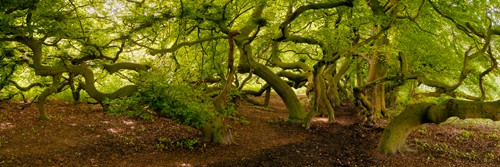 Rolf Fischer, Süntelbuchenallee (Wald, Bäume, Buchen,  Natur, Landschaft,  Wunschgröße, Fotokunst, Treppenhaus, Wohnzimmer, Arztpraxis,  bunt)