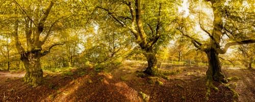 Rolf Fischer, Kellerwald (Wald, Bäume, Sonnenstrahlen, Lichteffekte, Natur, Landschaft,  Fotokunst, Treppenhaus, Wohnzimmer, Arztpraxis, Wunschgröße, bunt)