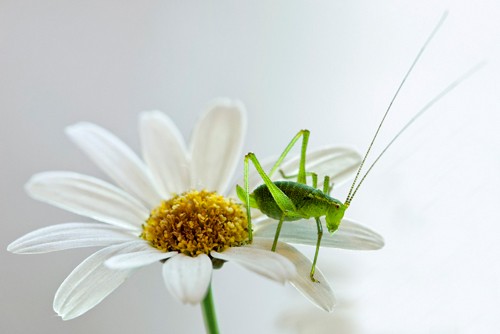 Rolf Fischer, Grashüpfer auf Margarite (Blüte, Blume, Margarite, Grashüpfer, Insekt, Natur, Wunschgröße, Fotokunst, Makro, Treppenhaus, Wohnzimmer,  bunt)