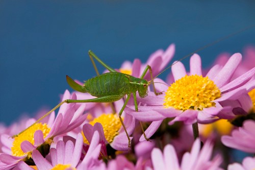 Rolf Fischer, Grashüpfer auf Blumen (Blüten, Blumen, Astern, Grashüpfer, Insekt, Natur, Wunschgröße, Fotokunst, Makro, Treppenhaus, Wohnzimmer,  bunt)