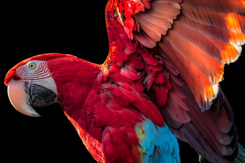 Ronin, Parrot Wings (Papagei, Ara, Flügel, Federn, Vogel, Tierportrait,  Fotokunst,  Treppenhaus, Wohnzimmer, Wunschgröße, rot/bunt)