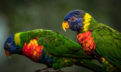 Ronin, Green Birds (Papagei, Lori, Keilschwanzlori, Allfarblori, Profil, Vogel,  Tierportrait,  Fotokunst,  Treppenhaus, Wohnzimmer, Wunschgröße, bunt)