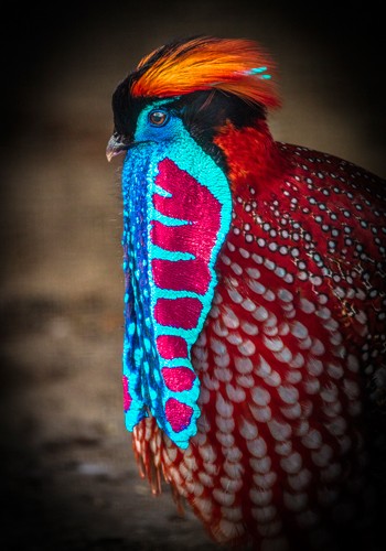 Ronin, Tropical Bird (Paradiesvogel, exotisch, Profil, Vogel,  Tierportrait,  Fotokunst,  Treppenhaus, Wohnzimmer, Wunschgröße, leuchtend / bunt)