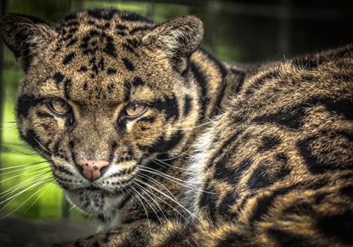 Ronin, The Nevel Panther (Nebelparder, Leopard, bedrohte Tierart, Raubkatze, Tierportrait,  Fotokunst,  Treppenhaus, Wohnzimmer, Wunschgröße, bunt)