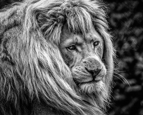 Ronin, the male Lion (Löwe, Löwenmähne, Raubkatze, Tierportrait,  Fotokunst,  Treppenhaus, Wohnzimmer, Wunschgröße, schwarz/weiß)