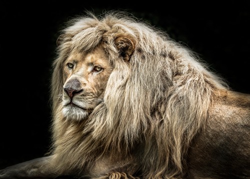 Ronin, The white Lion (Löwe, Löwenmähne, majästetätisch, Raubkatze, Tierportrait,  Fotokunst,  Treppenhaus, Wohnzimmer, Wunschgröße, bunt)