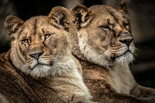 Ronin, Lionesses (Löwinnen, Raubkatzen, Relax, Tierportrait, Fotokunst,  Treppenhaus, Wohnzimmer, Wunschgröße, bunt)
