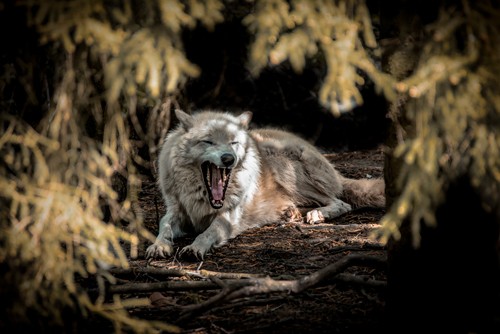 Ronin, White Wolf II (Wolf, weißer Wolf, Raubtier, Tierportrait,  Fotokunst,  Treppenhaus, Wohnzimmer, Wunschgröße, bunt)