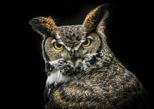 Ronin, Wisdom Owl (Uhu, Eule, Weisheit,  Greifvogel, Tierportrait,  Fotografie, Nahaufnahme, Treppenhaus, Wohnzimmer, Wunschgröße, bunt)
