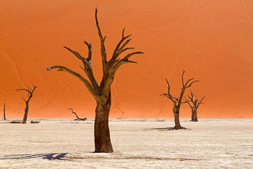 Peter Hillert, Trees of Deadvlei (Sandmeer, Namibia, Afrika, Wüste, Sanddüne, Bäume, Landschaft, Fotografie, Wohnzimmer, Treppenhaus, Wunschgröße, bunt)
