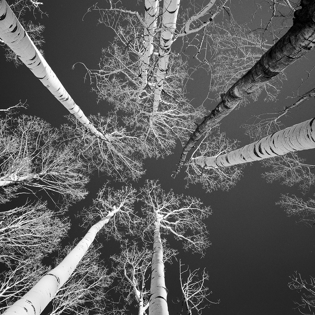 Dave Butcher, Colorado Carbondale Mcclure Aspens (Wunschgröße, Bäume, Natur, Birken, Perspektive, Untersicht, Fotokunst, Treppenhaus, Wohnzimmer, Schlafzimmer, schwarz/weiß)