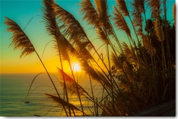 Tom Lichtenwalter, Shining Reed (Landschaft, Küste, Schilf, Meer, Sonnenuntergang, Fotografie, Wohnzimmer, Arztpraxis, Treppenhaus, Wunschgröße, bunt)