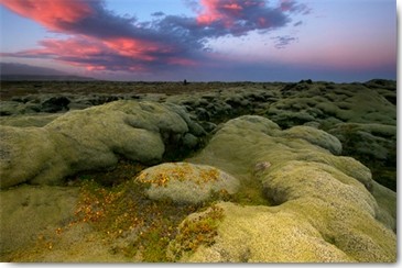Leo Seidel, Eldhraun Island (Island, Lavafeld, Moospolster, Landschaft, Sonnenuntergang, Wunschgröße, Wohnzimmer, Arztpraxis, Fotokunst, bunt)