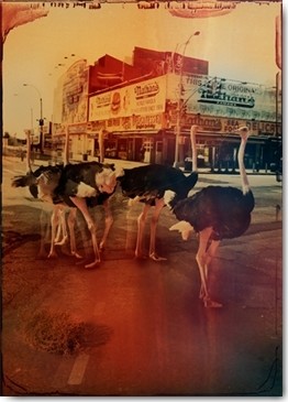 André Sanchez, Zoo City - Ostriches (Stadt, Strauße, Straßenvögel, Straße, Hamburger, Imbissbude, Fotokunst, surreal, Wunschgröße, Wohnzimmer, Jugendzimmer, Treppenhaus, bunt)