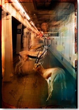 André Sanchez, Zoo City - Gazelles (Gazellen, Tiere, Gang, Parkhaus, schmuddelig, Fotokunst, surreal, Wunschgröße, Wohnzimmer, Jugendzimmer, Treppenhaus, bunt)