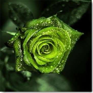 Lily Seidel, Paradise (Rose, Blume, edel, Schönheit, Frische, Tautropfen, Wassertropfen, Fotokunst, Badezimmer, Treppenhaus, Wohnzimmer, Wunschgröße, grün)