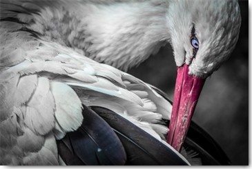 Ronin, The Stork (Storch, Vogel, Stelzvogel, Federkleid, Tierportrait, Fotografie, Nahaufnahme, Treppenhaus, Wohnzimmer, Arztpraxis, Wunschgröße, bunt)