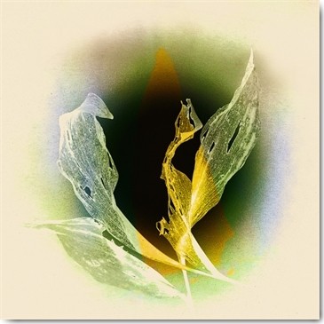 Matthias Baumann, Verdeckt (Blüte, Blätter, filigran, durchscheinend, Nahaufnahme, Weichzeichner, Fotokunst, Treppenhaus, Wohnzimmer, Wunschgröße, bunt)