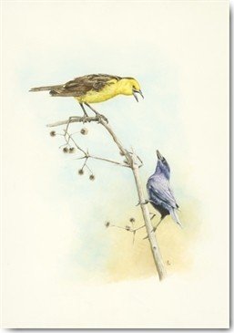 Heidi Lots, Get out of here (Vögel, Streit, Gezeter, Ast, Ornotologie, Studie, Tier, Treppenhaus, Wohnzimmer, Wunschgröße, Malerei, bunt)