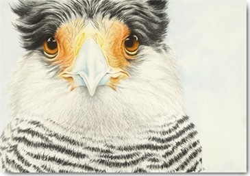 Heidi Lots, Corancho (Vogel, Tierportrait, Schopf, Bussard, Ornotologie, Studie, Tier, Treppenhaus, Wohnzimmer, Wunschgröße,Malerei, bunt)