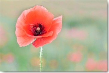 Gaelle Strohmenger, Coquelicot (Mohn, Klatschmohn, Blüte, Blütenblätter, Fotokunst, Nahaufnahme, Treppenhaus, Esszimmer, Wohnzimmer, Wunschgröße, bunt)