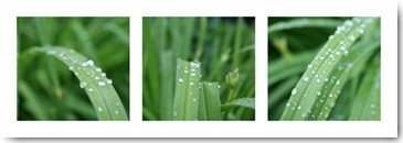 Mira, Raindrops (Gras, Gräser, Nahaufnahme, Tautropfen, Wassertropfen, Frische, Triptychon, Fotokunst, Botanik, Floral, Wunschgröße, Treppenhaus, Wohnzimmer, Esszimmer, grün)