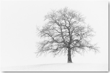 Uwe Steger, Wintersturm I (Baum, Äste, Schnee, Winter, Natur, Einsamkeit, Stille, Diffus, Dunst, Nebel, Fotokunst, Wohnzimmer,  Treppenhaus, Wunschgröße, schwarz/weiß)