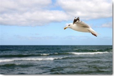 Uwe Steger, Lonely Bird (Möwe, Flug, Fliegen,  Wasservogel, Meeresbrise,  Horizont, Fotokunst, Wohnzimmer,  Treppenhaus, Badzimmer,  Wunschgröße, bunt)