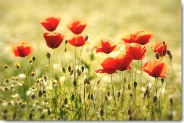 Uwe Steger, Some Poppy Part I (Mohnblumen, Blumen, Blüten, Sommerwiese, Blumenwiese, Fotokunst, Wohnzimmer, Schlafzimmer, Esszimmer, Treppenhaus, Wunschgröße, bunt)