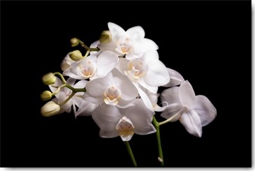 Volker Brosius, Orchidee II (Orchideen, Blume, Blüte, Botanik, Fotokunst, Wunschgröße, Treppenhaus, Wohnzimmer, Wintergarten, weiß/schwarz)