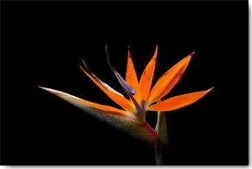 Volker Brosius, Strelitzia (Strelizie, Papageienblume, Blume, Blüte, Botanik, Fotokunst, Wunschgröße, Treppenhaus, Wohnzimmer, Wintergarten, orange/schwarz)
