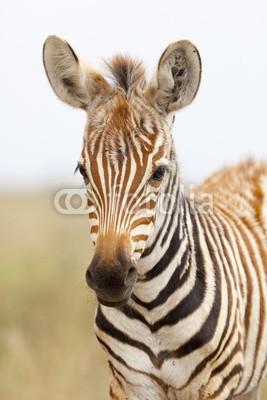 IndustryAndTravel, Zebra Portrait in Kenya (Wunschgröße, Nahaufnahme, Tier, Zebra, Zebraohren,  Kenya, Afrika, Natur, Safari, Wintergarten, Treppenhaus, Wohnzimmer)